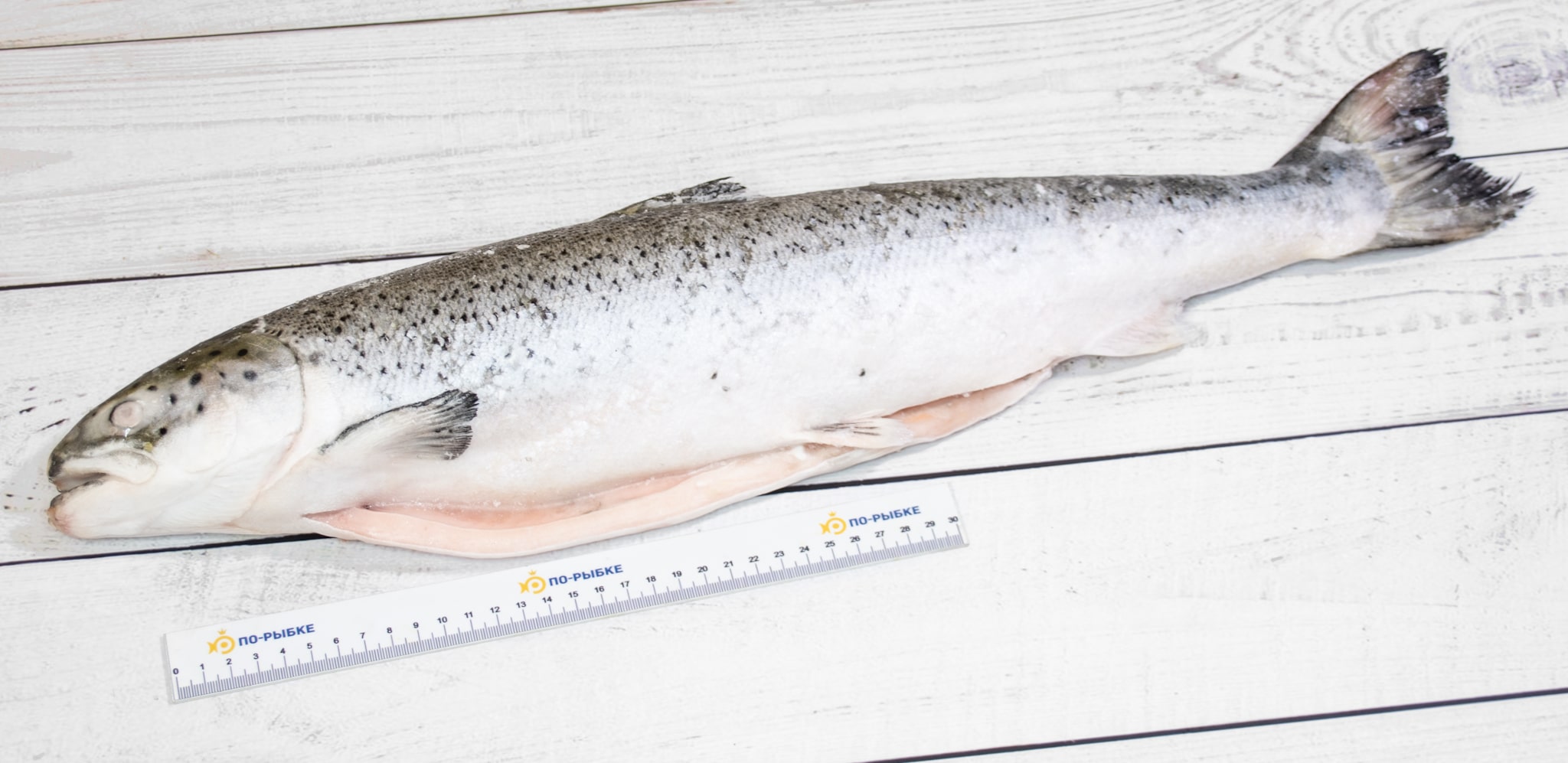 Семга лосось атлантический свежемороженая 1-2 кг/шт 1 кг